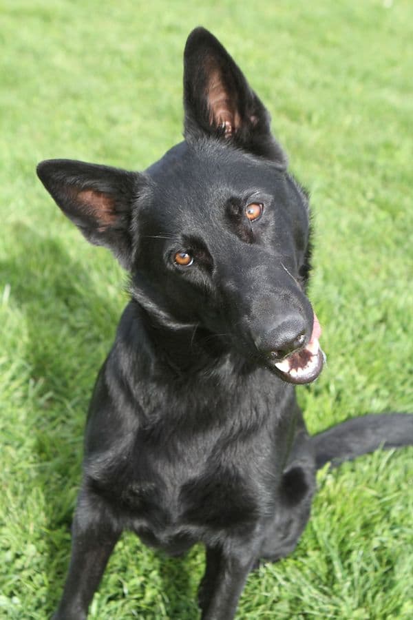 Buddy - Deutscher Schäferhund - Bild 4