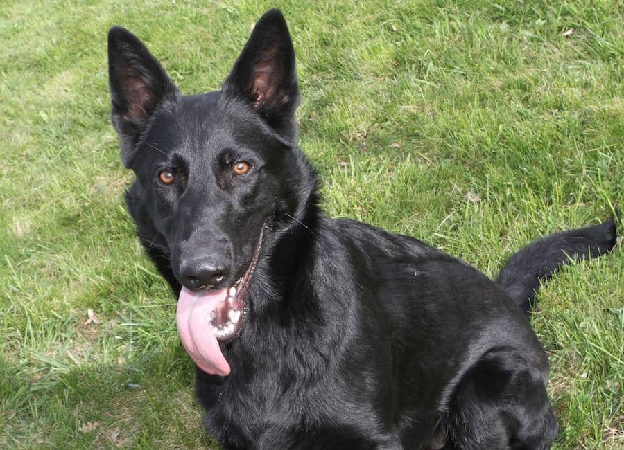 Buddy - Deutscher Schäferhund - Bild 3