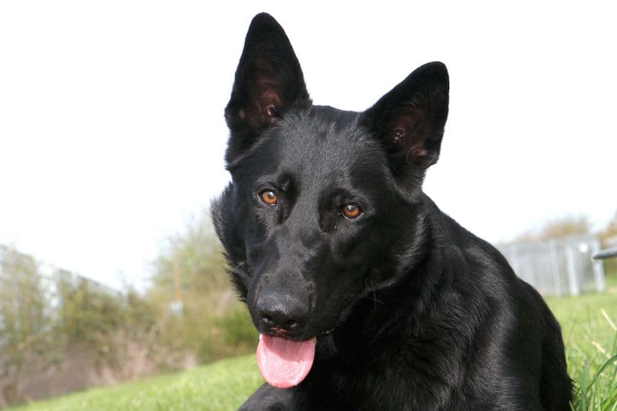 Deutscher Schäferhund Buddy