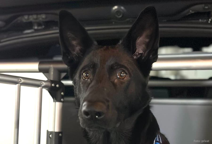 Buddy - Deutscher Schäferhund - Bild 16