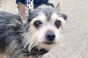 Benny - Chihuahua - Bild 13