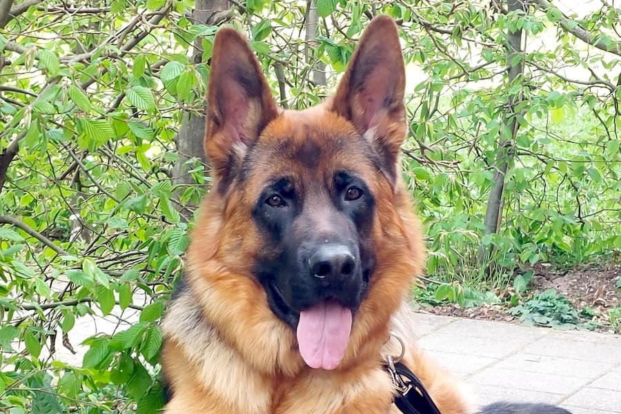 Deutscher Schäferhund Buddy