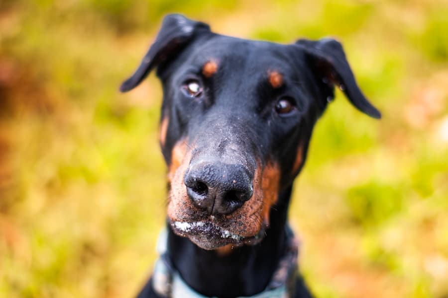 Dobermann pärchen - Dobermann - Bild 3