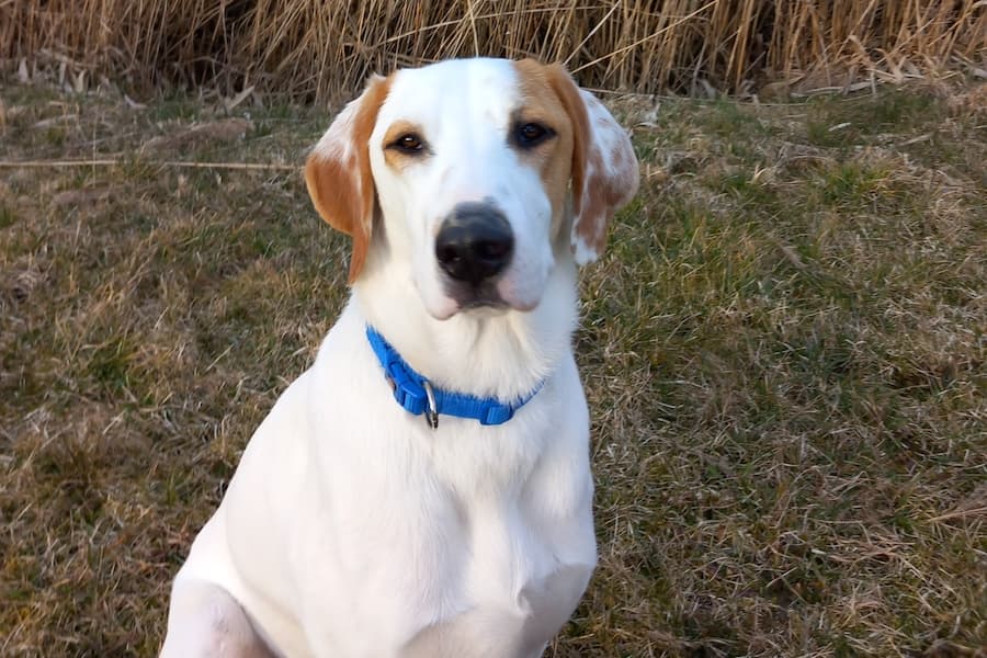 Balou - Deutscher Schäferhund - Bild 2