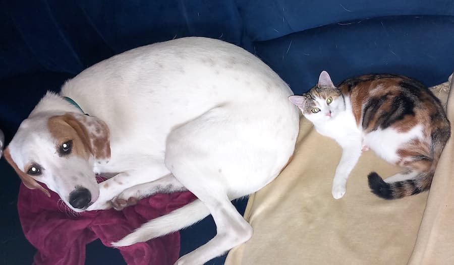 Balou - Deutscher Schäferhund - Bild 8