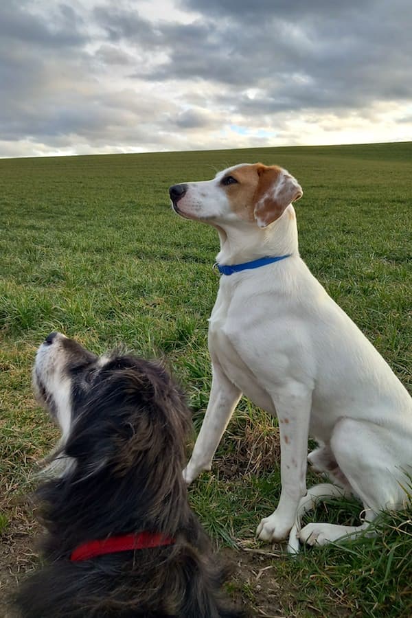 Balou - Deutscher Schäferhund - Bild 6