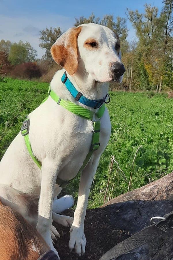 Balou - Deutscher Schäferhund - Bild 7