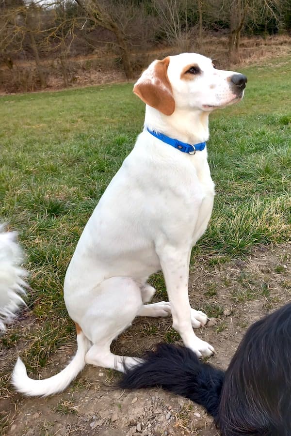 Balou - Deutscher Schäferhund - Bild 3