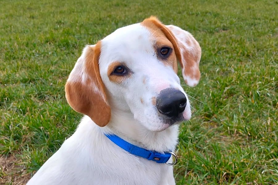 Balou - Deutscher Schäferhund - Bild 1