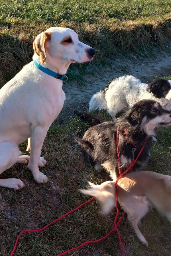 Balou - Deutscher Schäferhund - Bild 5