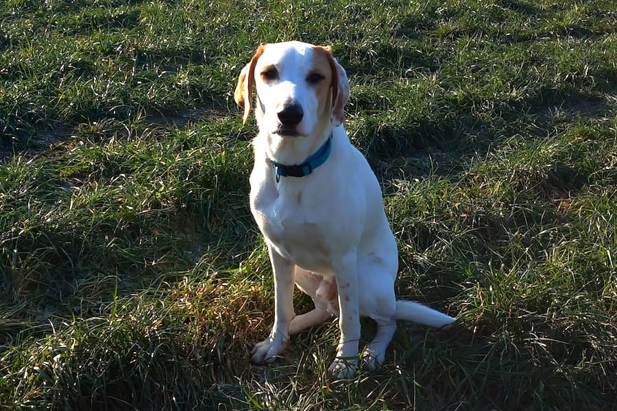 Balou - Deutscher Schäferhund - Bild 10