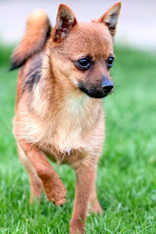 Bandesso - Chihuahua - Bild 14