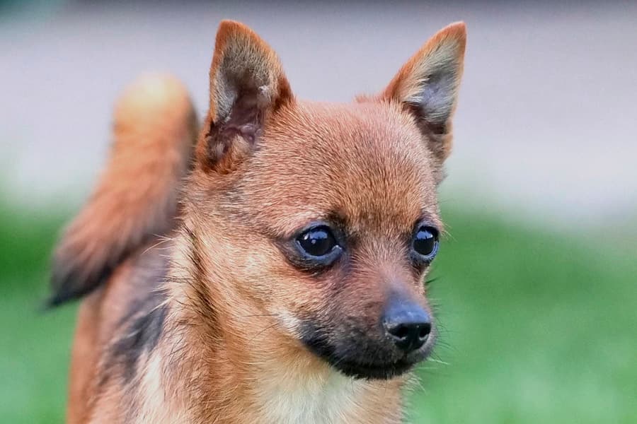 Chihuahua-Mix Bandesso