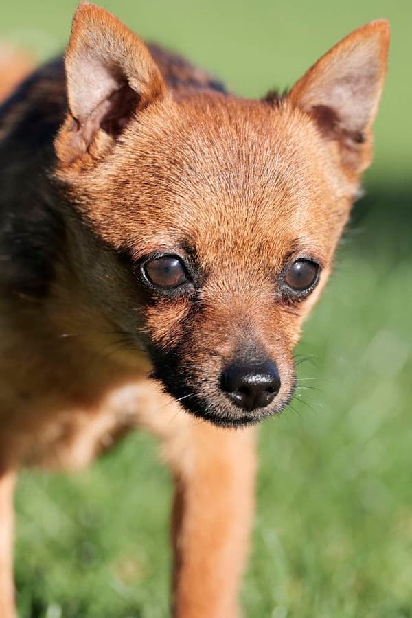 Bandesso - Chihuahua - Bild 13