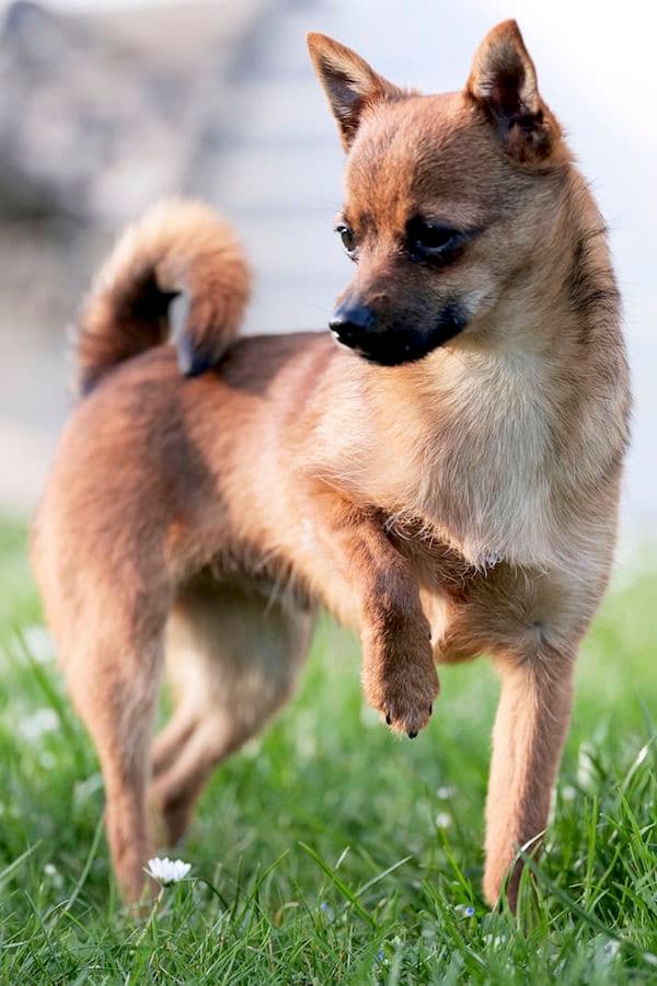 Bandesso - Chihuahua - Bild 16