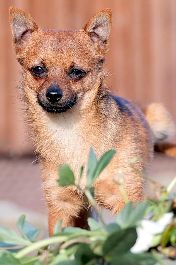 Bandesso - Chihuahua - Bild 5