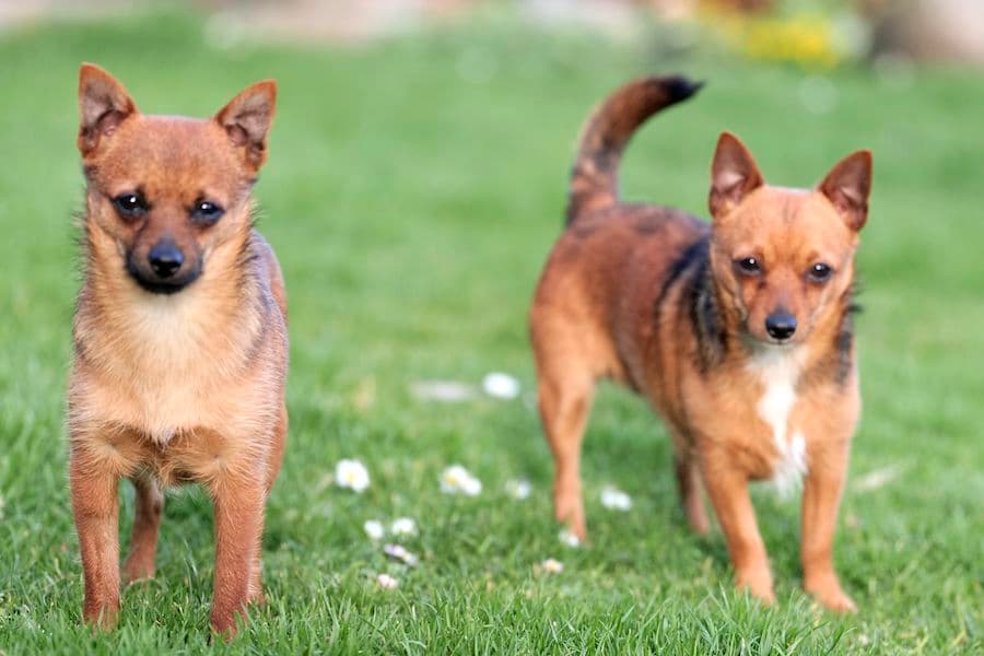 Bandesso - Chihuahua - Bild 2