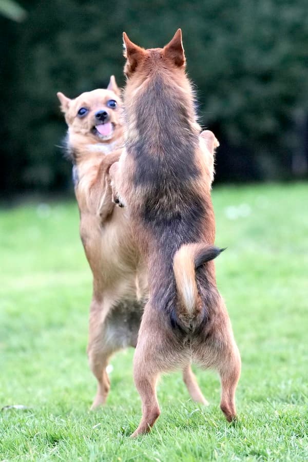 Bandesso - Chihuahua - Bild 3