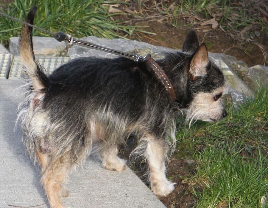 Benny - Chihuahua - Bild 6