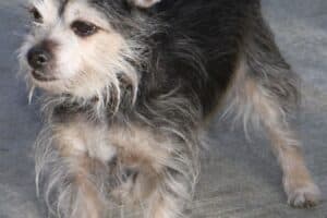 Benny - Chihuahua - Bild 9