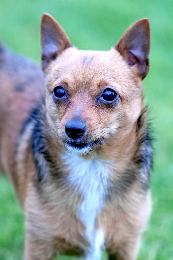 Bandesso - Chihuahua - Bild 9