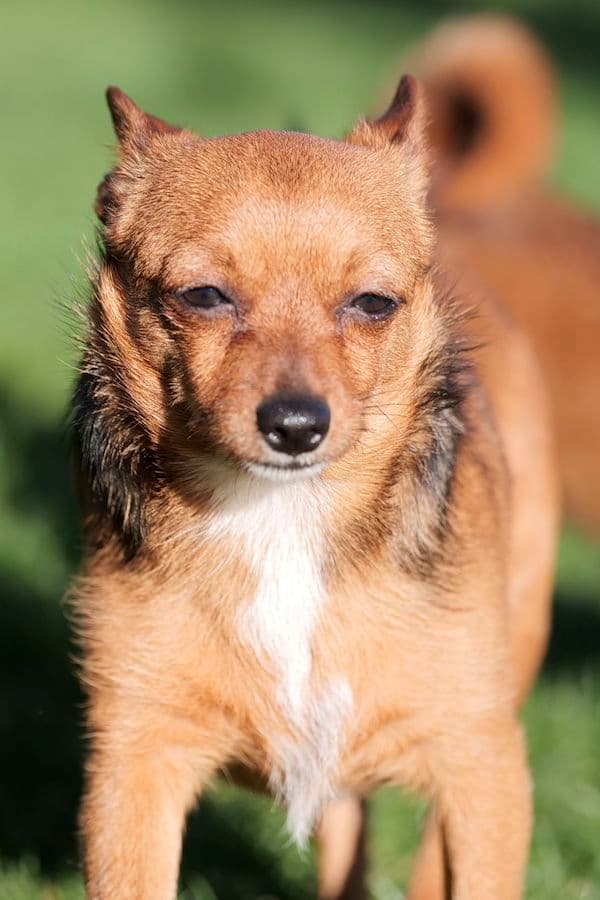 Bandesso - Chihuahua - Bild 10