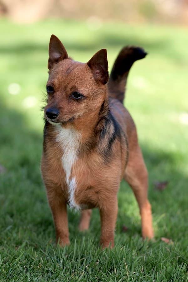 Bandesso - Chihuahua - Bild 6