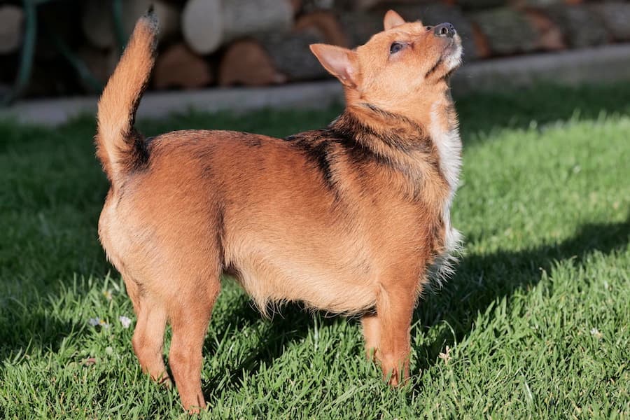 Bandesso - Chihuahua - Bild 7