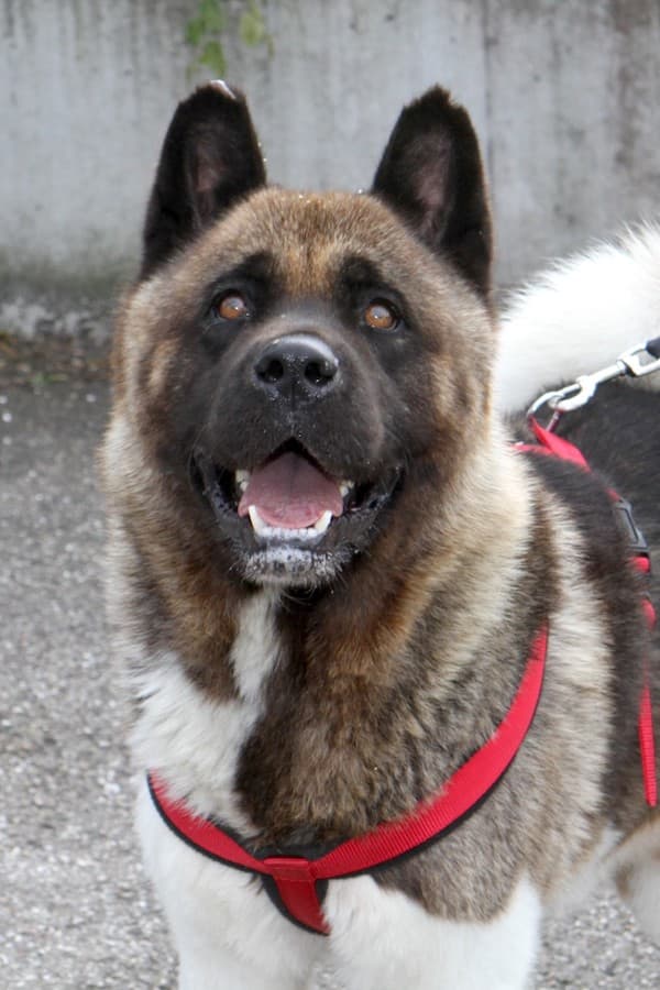 Bounz - American Akita - Bild 4