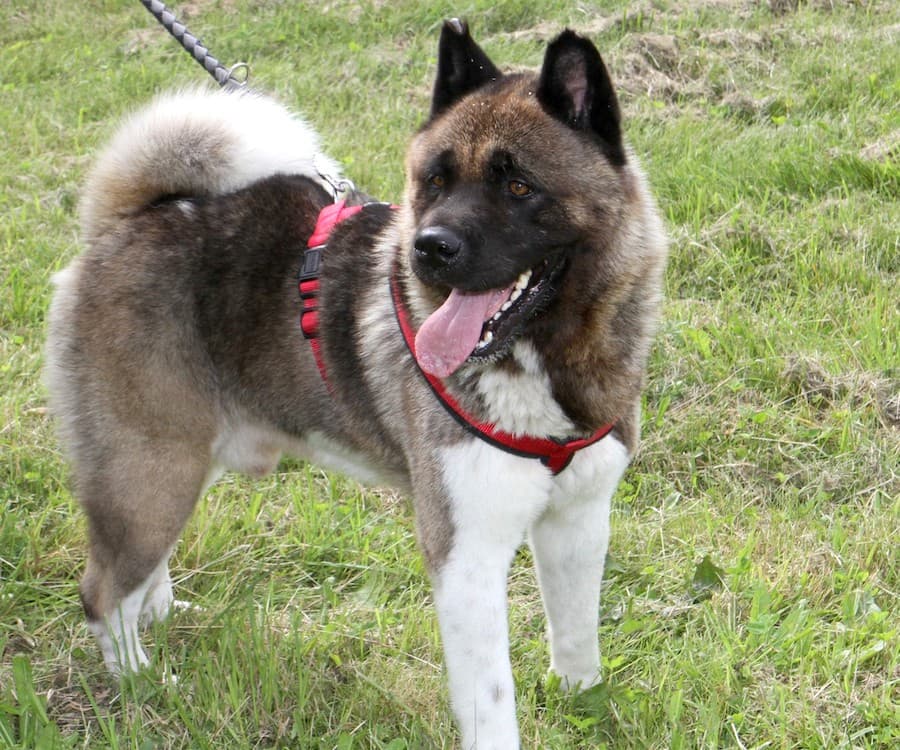 Bounz - American Akita - Bild 5