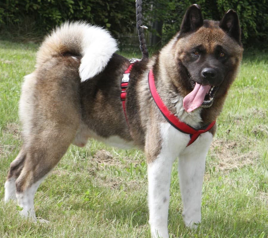Bounz - American Akita - Bild 6