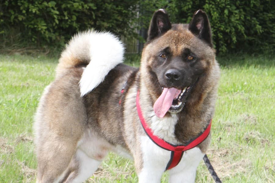 Bounz - American Akita - Bild 2