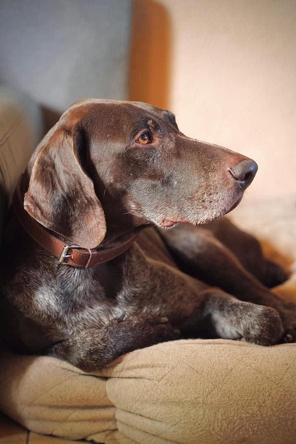 Argus - Deutsch Kurzhaar - Bild 5