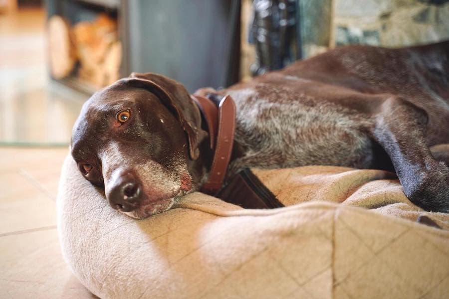 Argus - Deutsch Kurzhaar - Bild 3