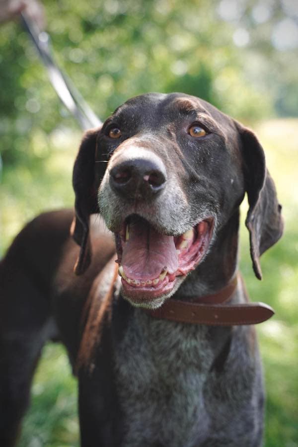 Argus - Deutsch Kurzhaar - Bild 7