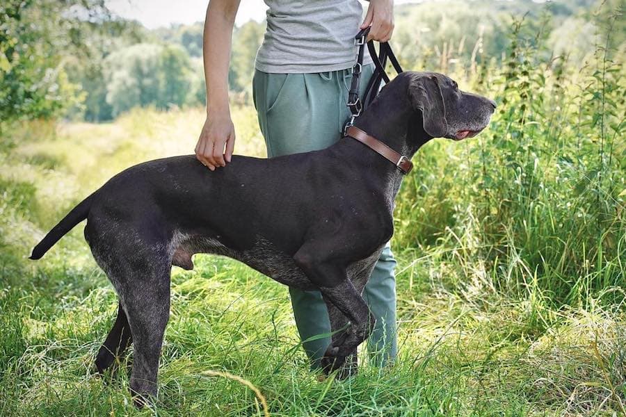 Argus - Deutsch Kurzhaar - Bild 2