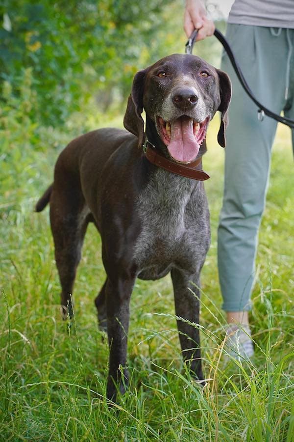 Argus - Deutsch Kurzhaar - Bild 6