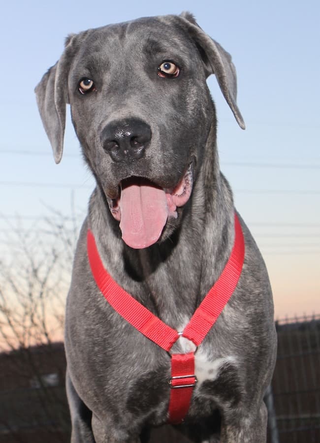 Amber - Cane Corso Italiano - Bild 3