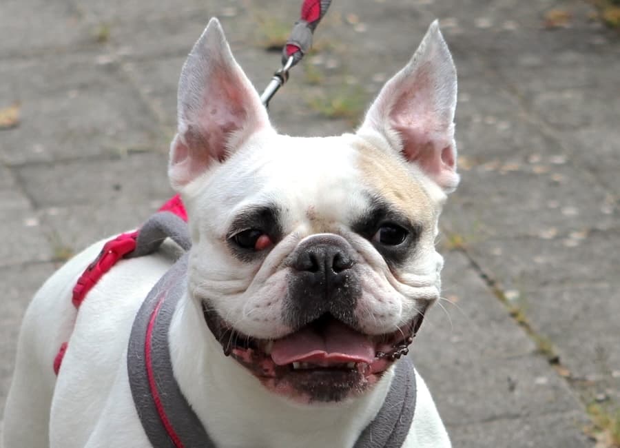 Elsa - Französische Bulldogge - Bild 2