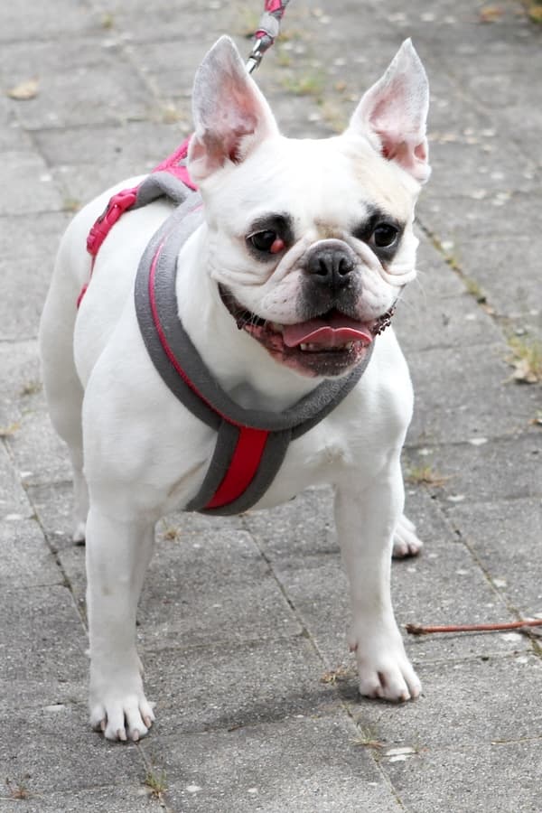 Elsa - Französische Bulldogge - Bild 5
