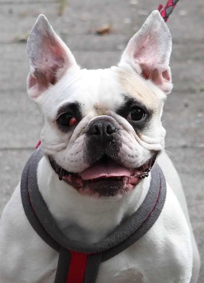 Elsa - Französische Bulldogge - Bild 6