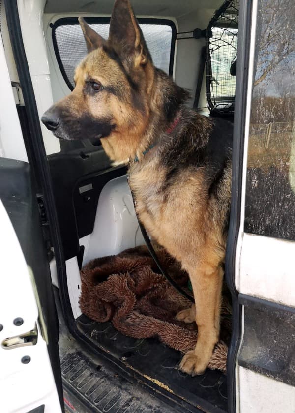 Jay - Deutscher Schäferhund - Bild 39