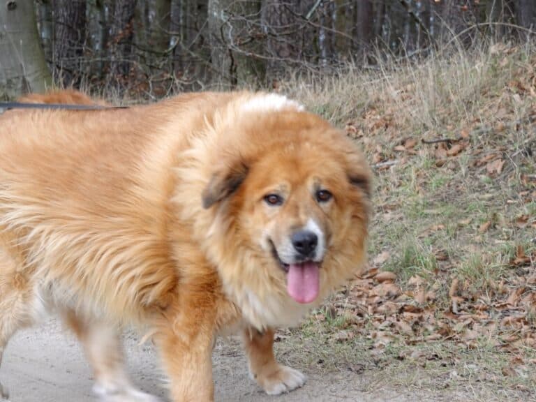 Labrador Retriever-Mix Bobi