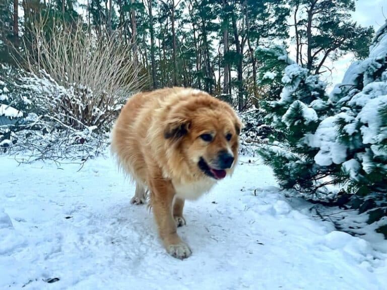 Bobi - Labrador Retriever - Bild 9