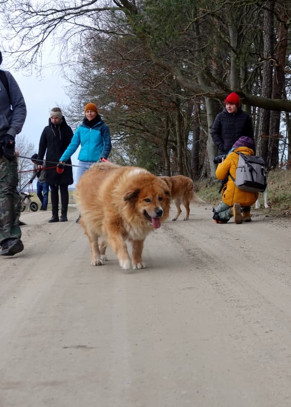 Bobi - Labrador Retriever - Bild 25