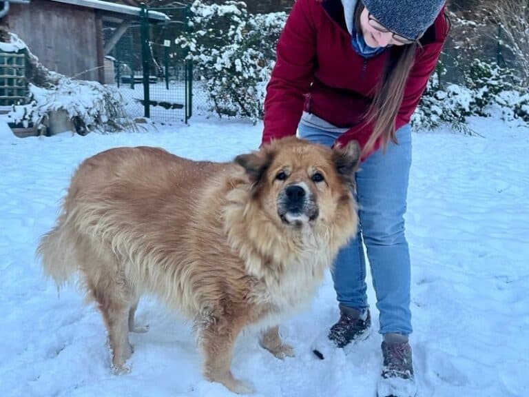 Bobi - Labrador Retriever - Bild 10