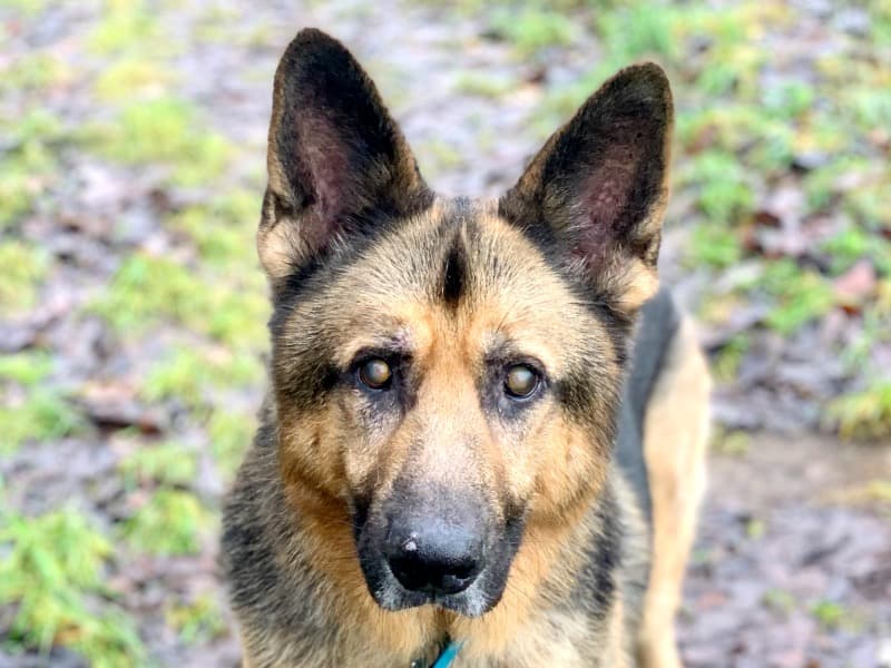 Jay - Deutscher Schäferhund - Bild 40