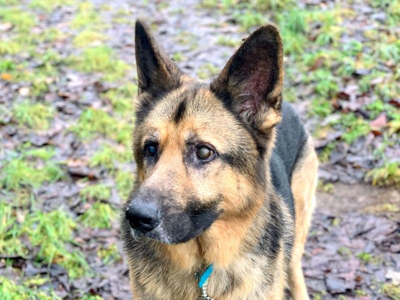 Jay - Deutscher Schäferhund - Bild 47