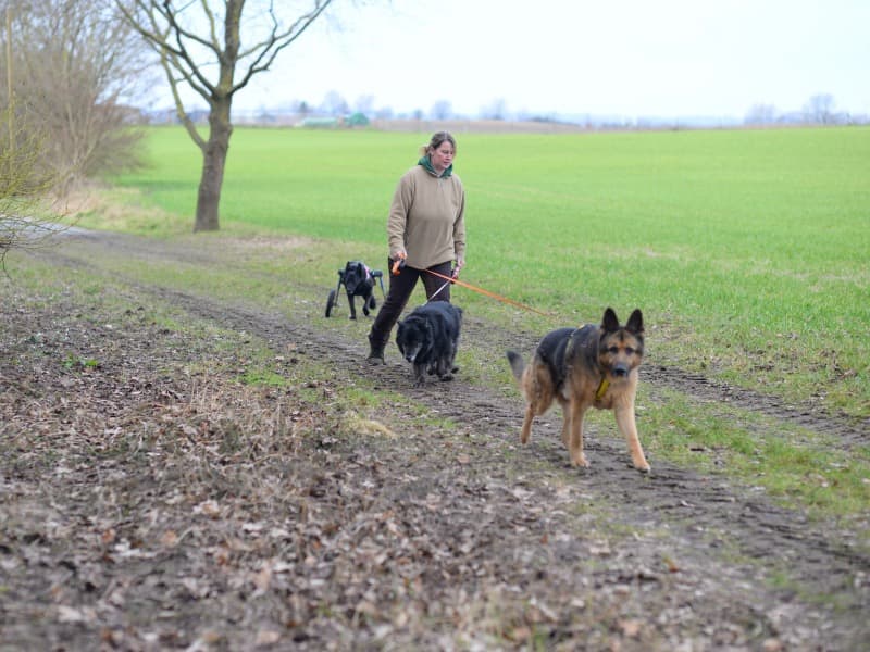Jay - Deutscher Schäferhund - Bild 34