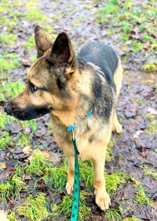 Jay - Deutscher Schäferhund - Bild 49